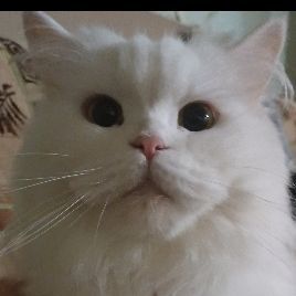 мизуми макото