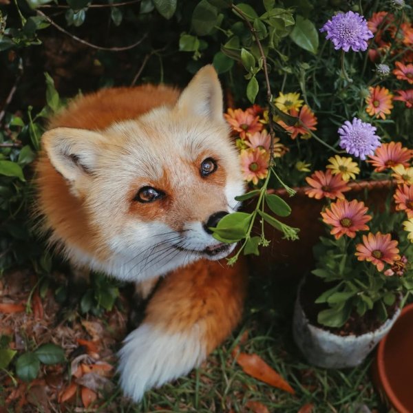 عِزَتِرِي السِّدْرَة