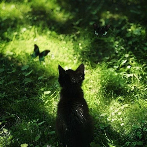 عِزَتِرِي السِّدْرَة