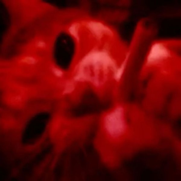 И М П Е Р А Т О Р