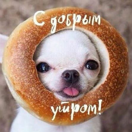 Весёлая Пицца №14880