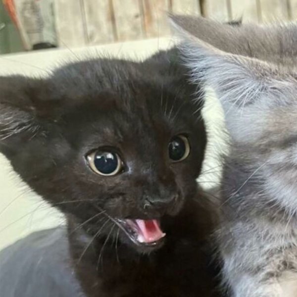 саяшик