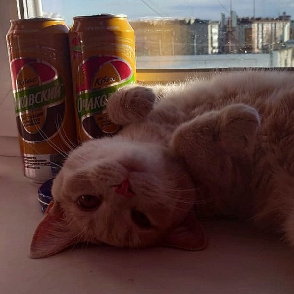 Yᴜᴢᴜʀɪʜᴀ ɪɴᴏʀɪ