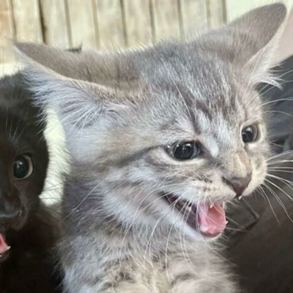 ⲧⲉⲧⲉⲣя ⲥ ɥⲁⲉⲙ